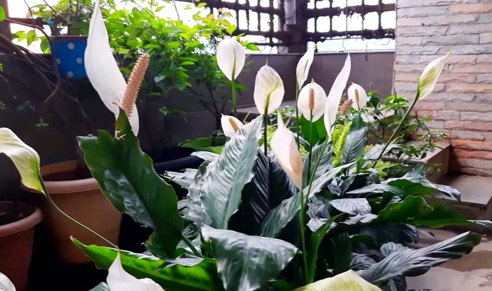 peace lily