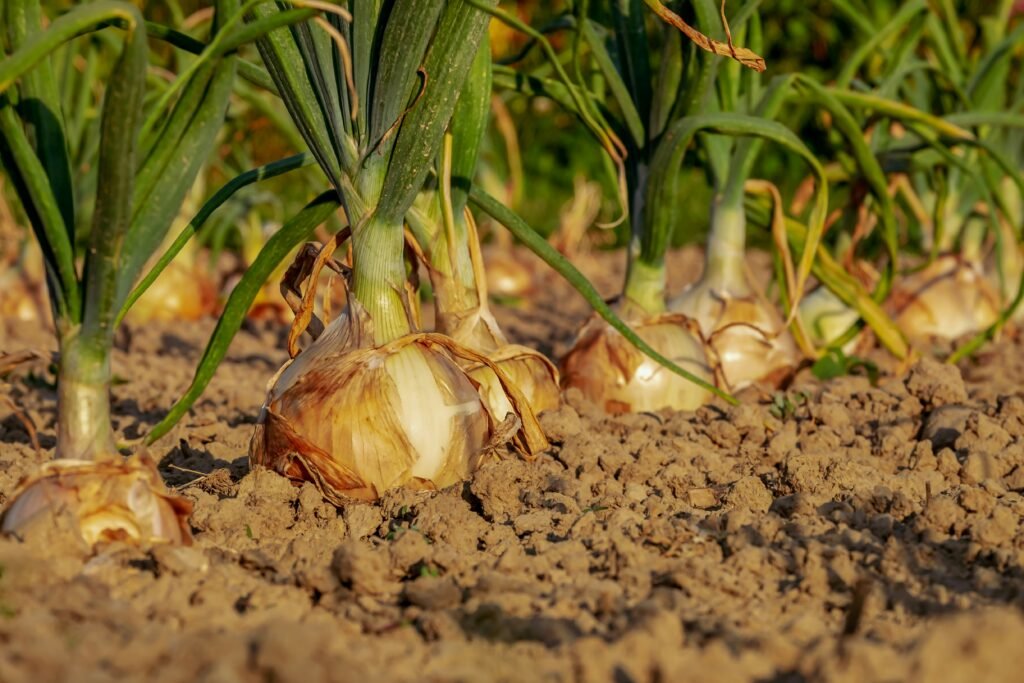 garlic growing stages