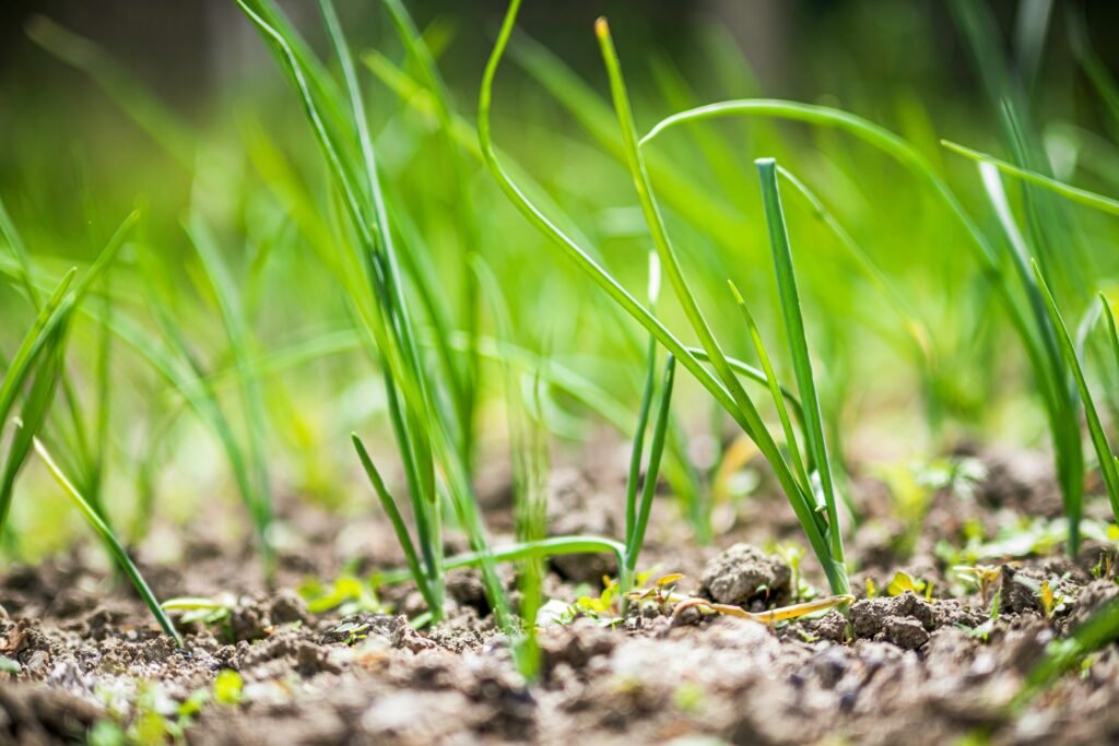 garlic growing stages