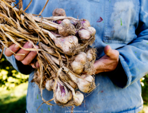 Harvest Garlic