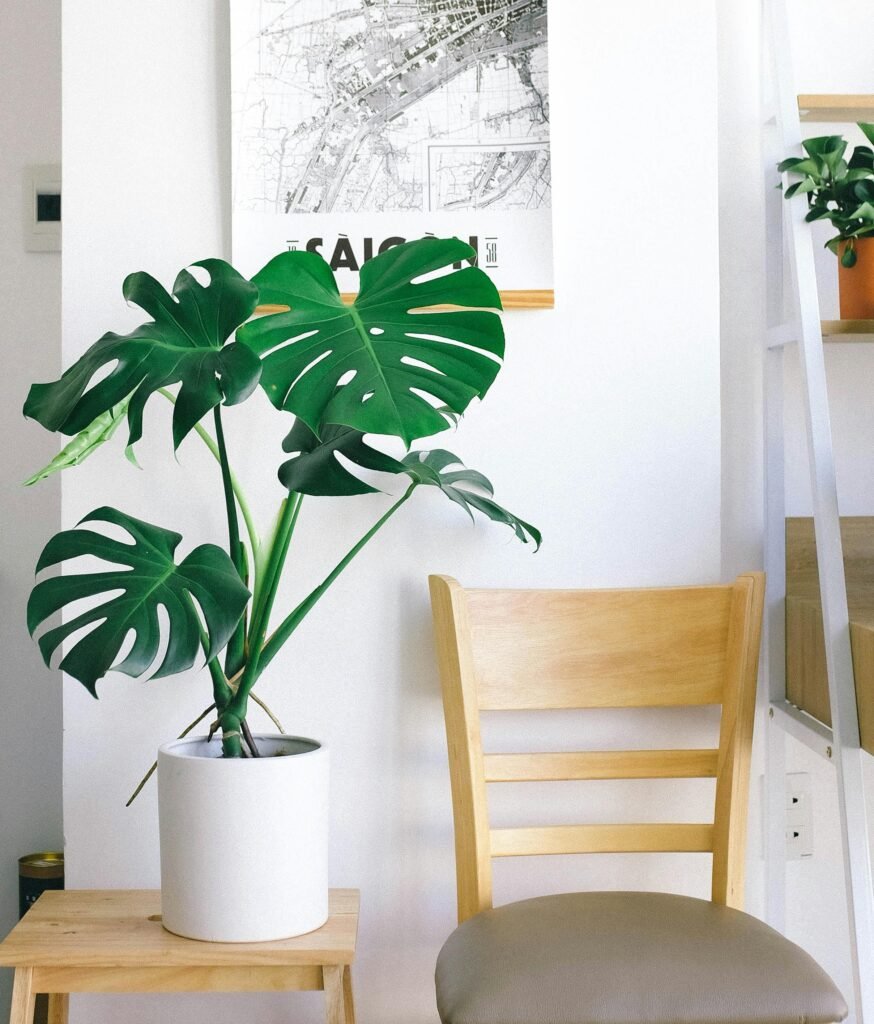 best plants for indoors oxygen