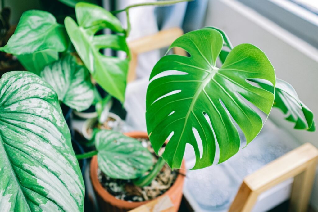 best plants for indoors oxygen