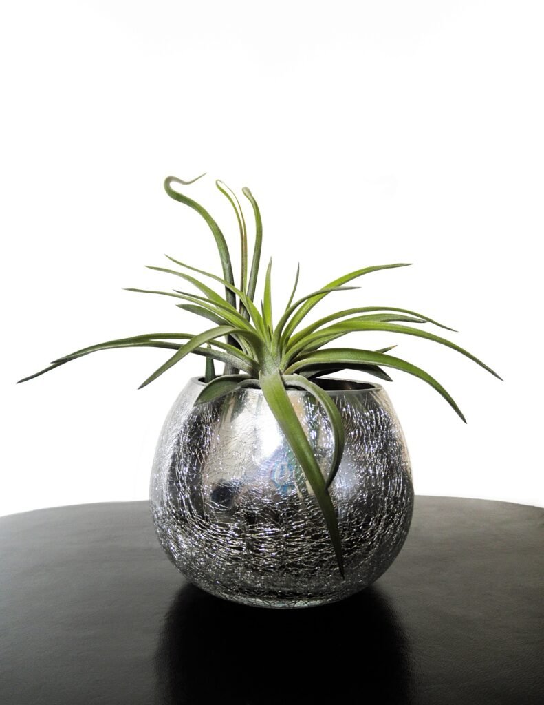 Air Plants