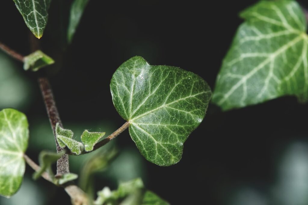 English ivy Plants