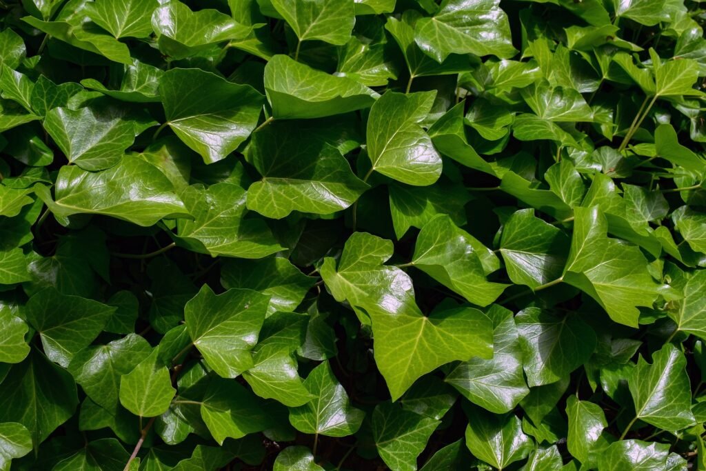 English ivy Plants