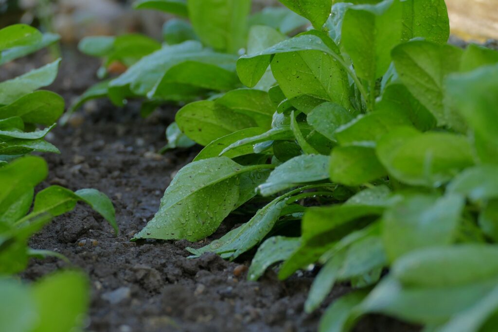 spinach