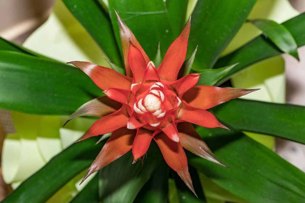 Bromeliads