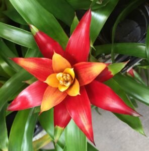 Bromeliads flower