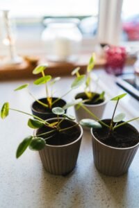 Chinese Money Plant