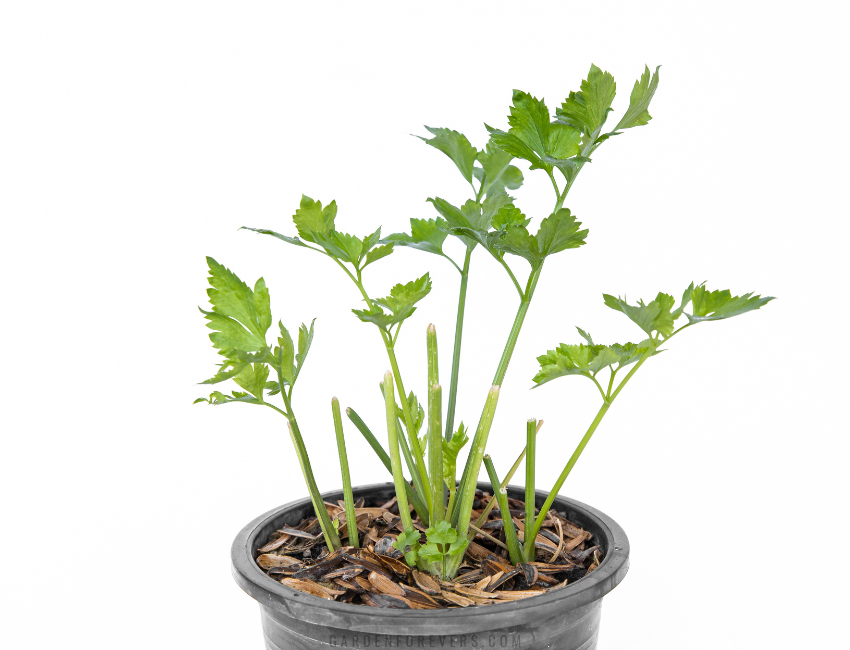 Growing chinese celery in pots