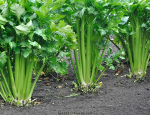 chinese celery plant