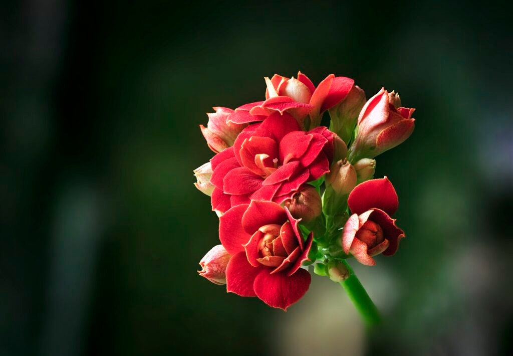 Kalanchoe flower