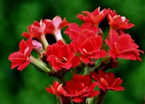 Kalanchoe Plant