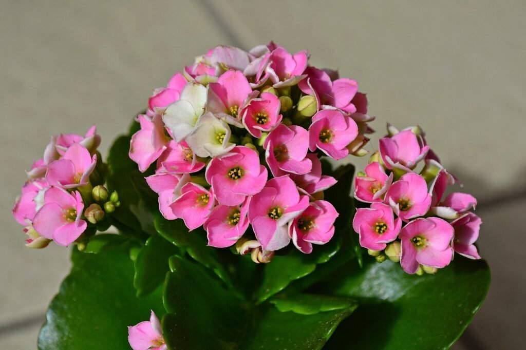 Kalanchoe Plant