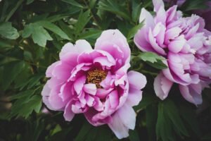 Peonies flower