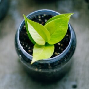 POTHOS TREE