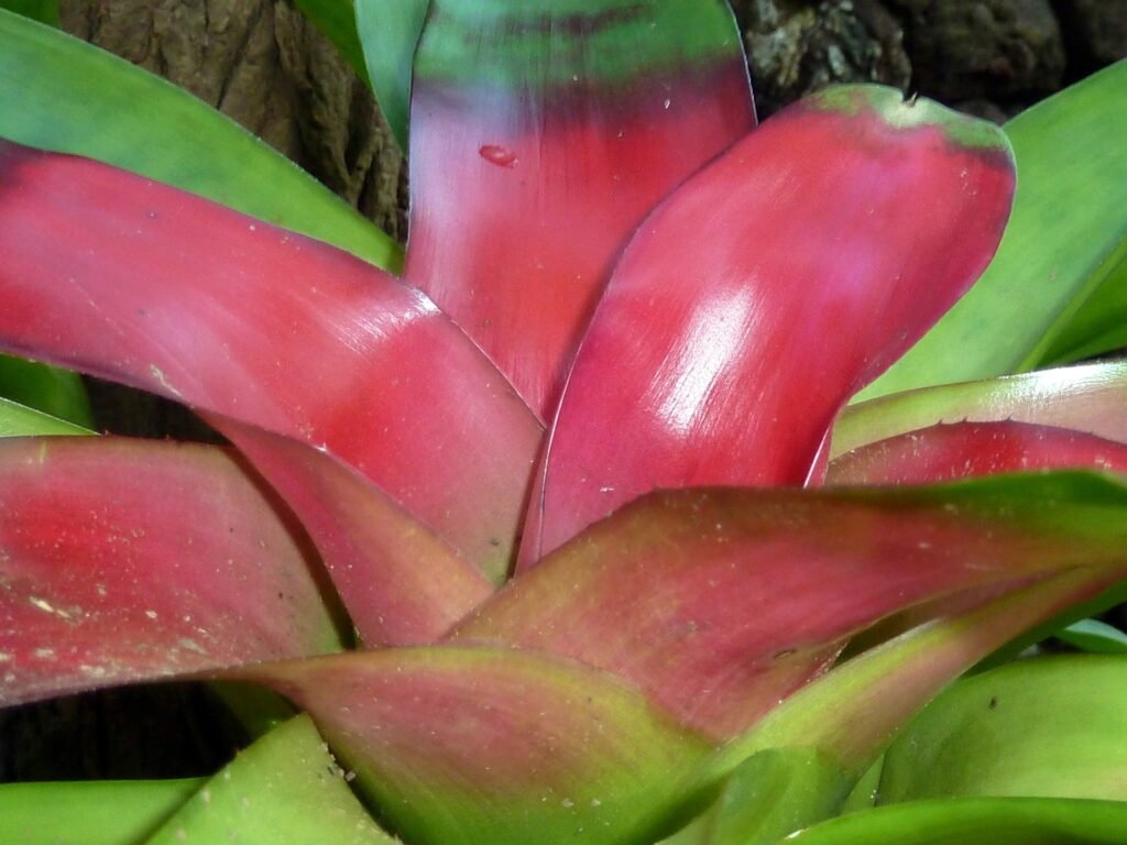 Bromeliads common problem