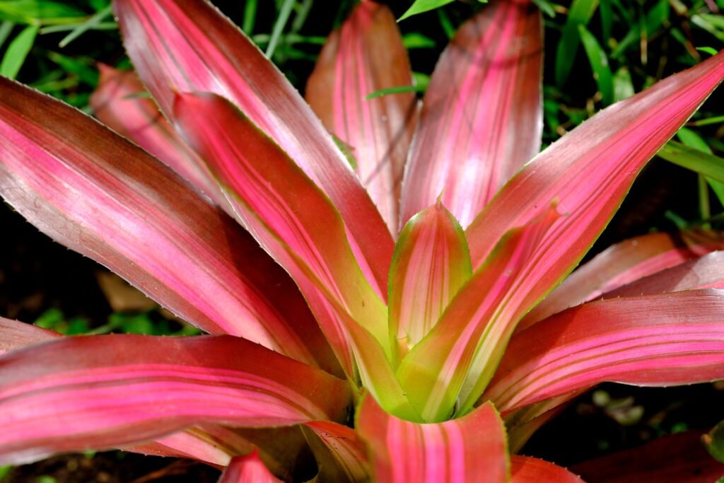 bromeliad leavs plant