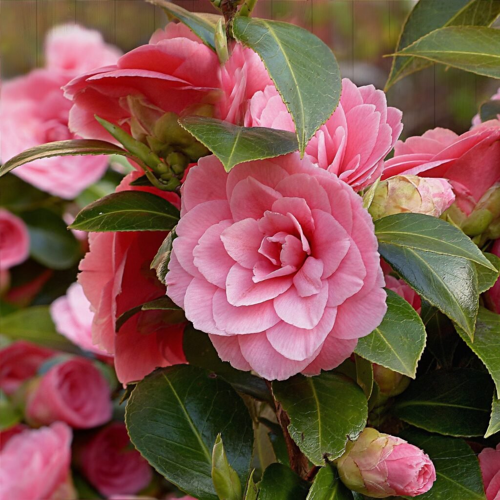 camellia Flower pink