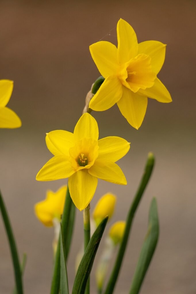 daffodi bloom flower