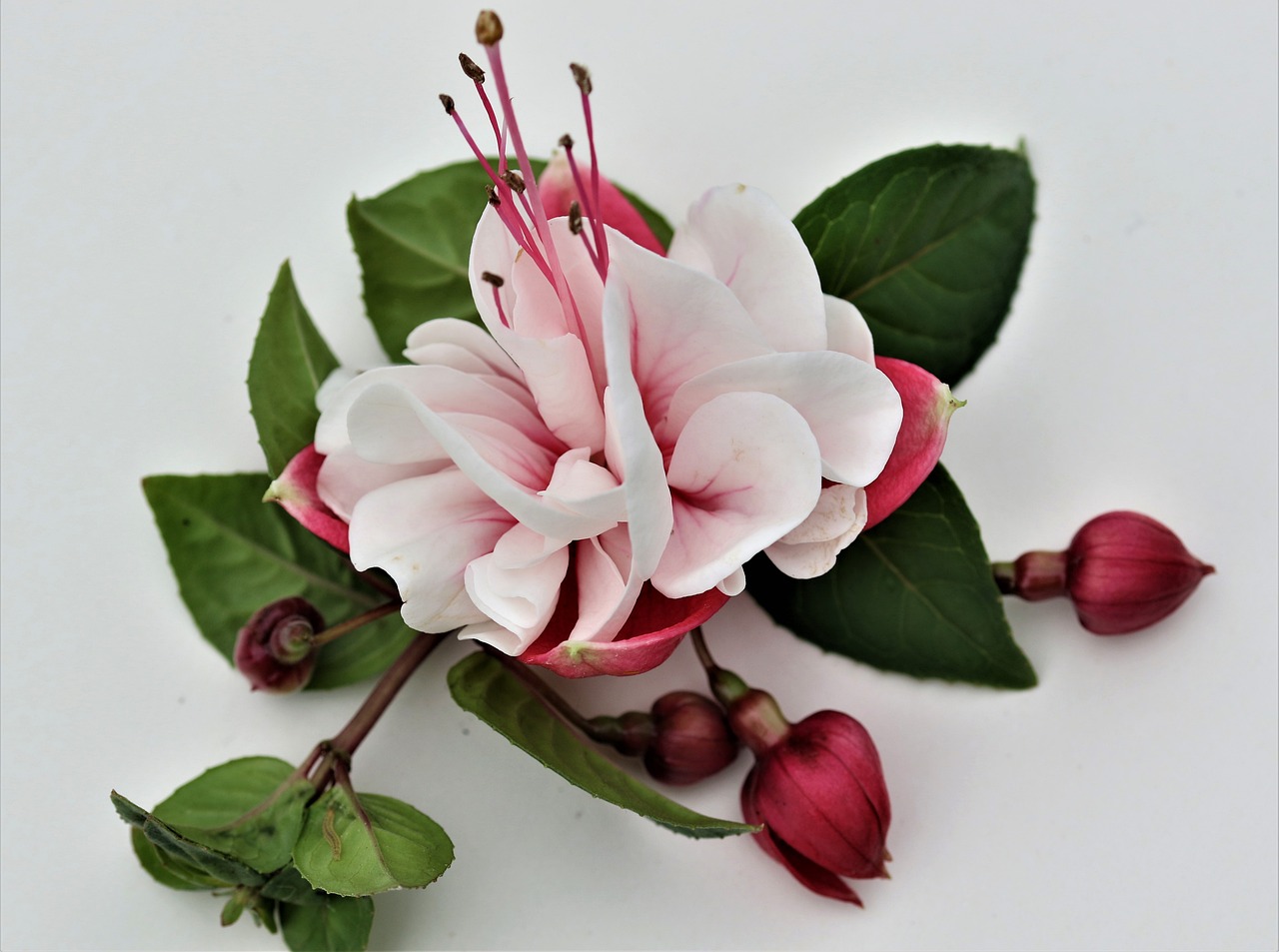 20+ Flowers that Start with Y Garden Forevers