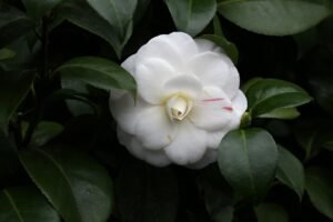 white camellia flower