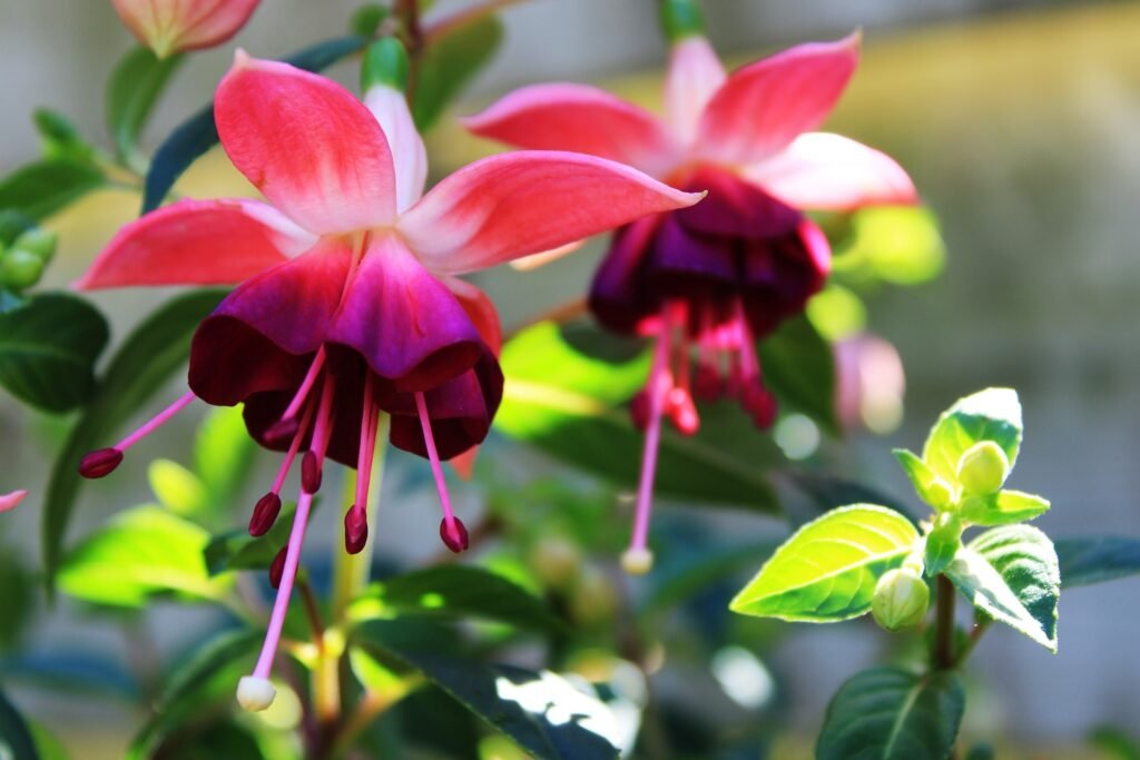 fuchsias flower