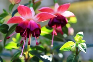 fuchsias flower