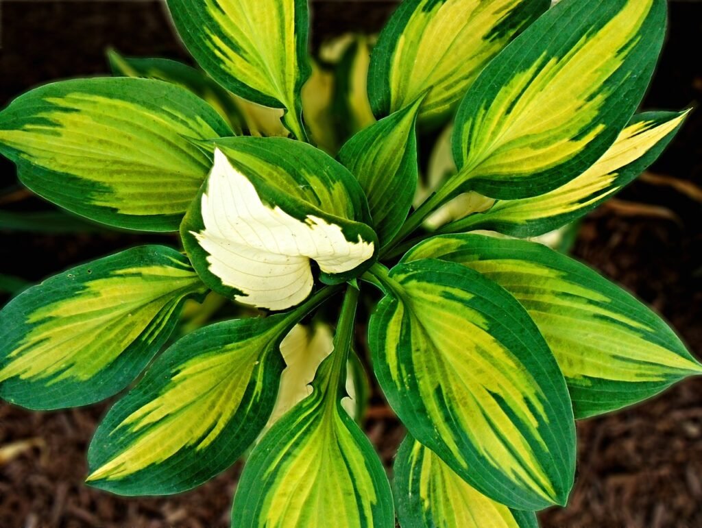 Hosta Green Plant