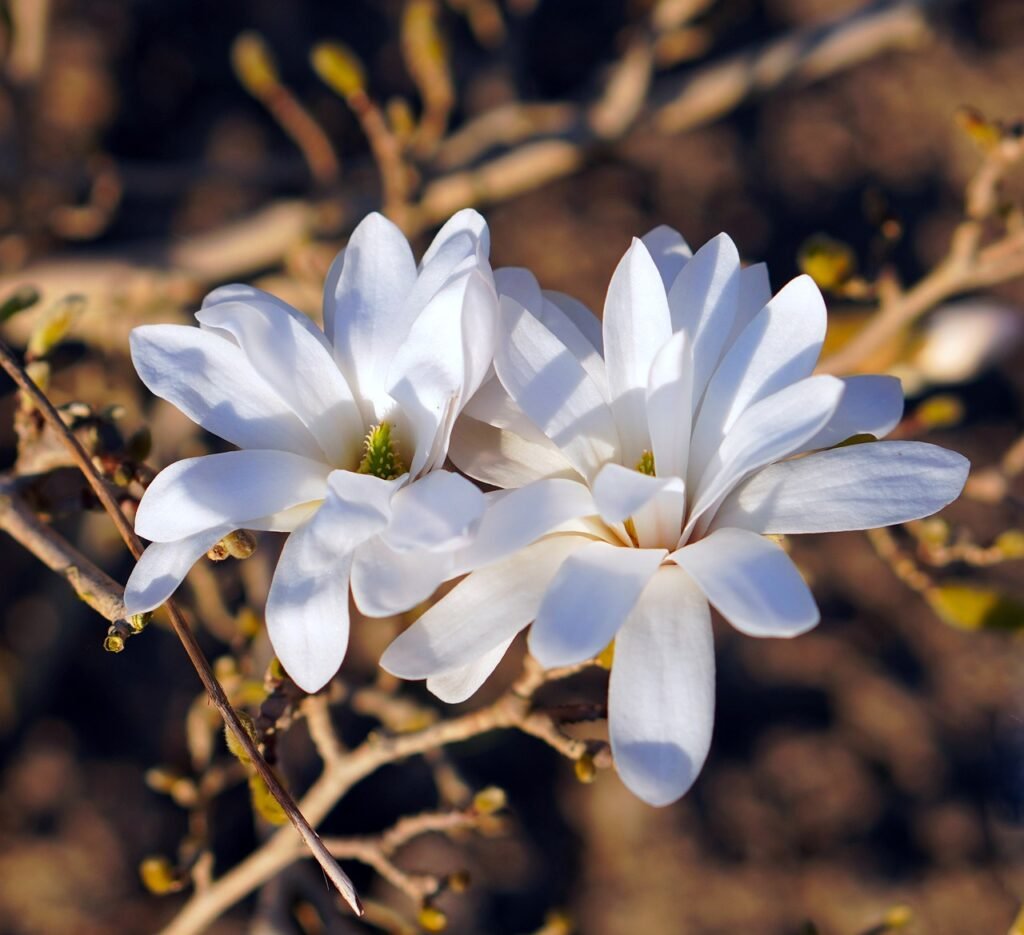 magnolia blossom