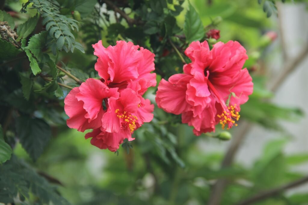 Hibiscus rosa-sinensis