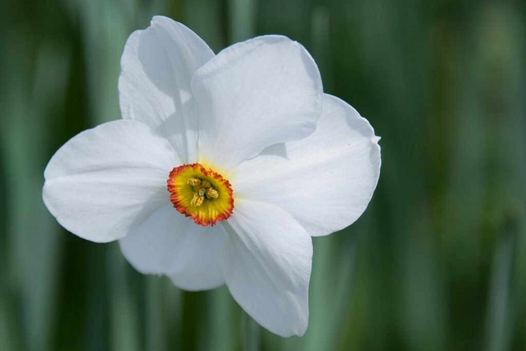 white daffodil