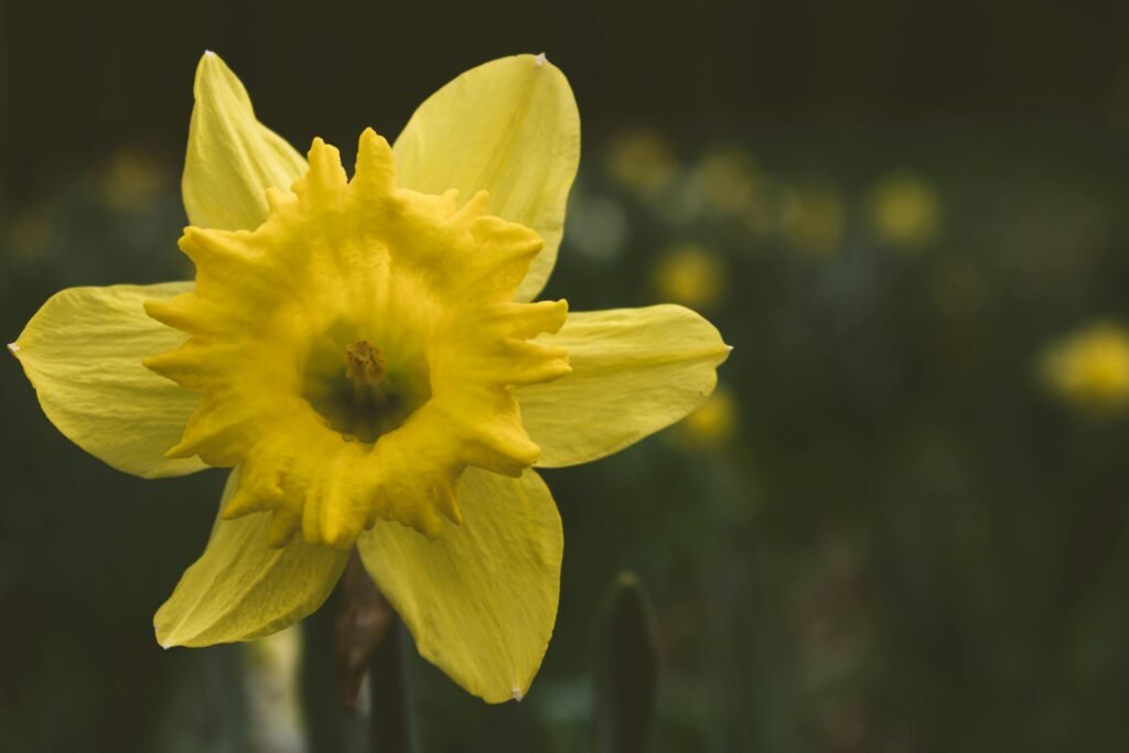 yellow daffodil