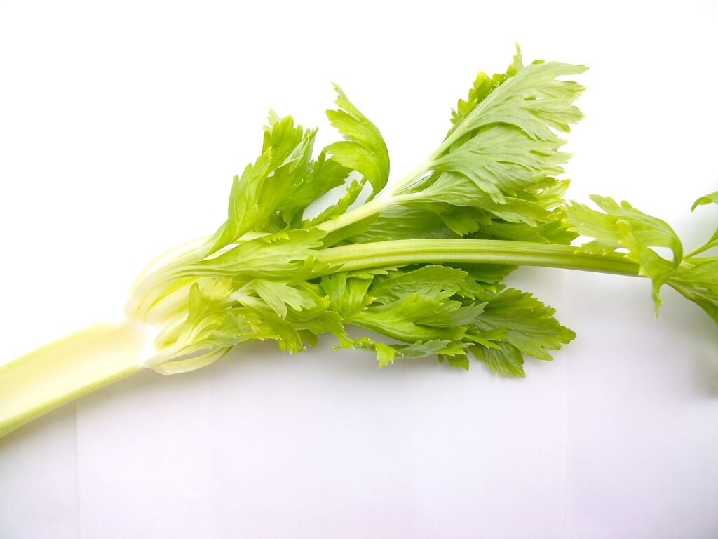 celery vegetable (1)