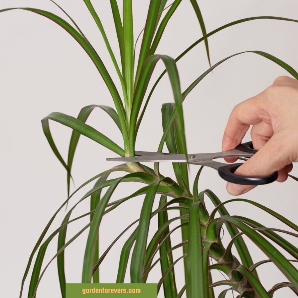 dracaena marginata plant