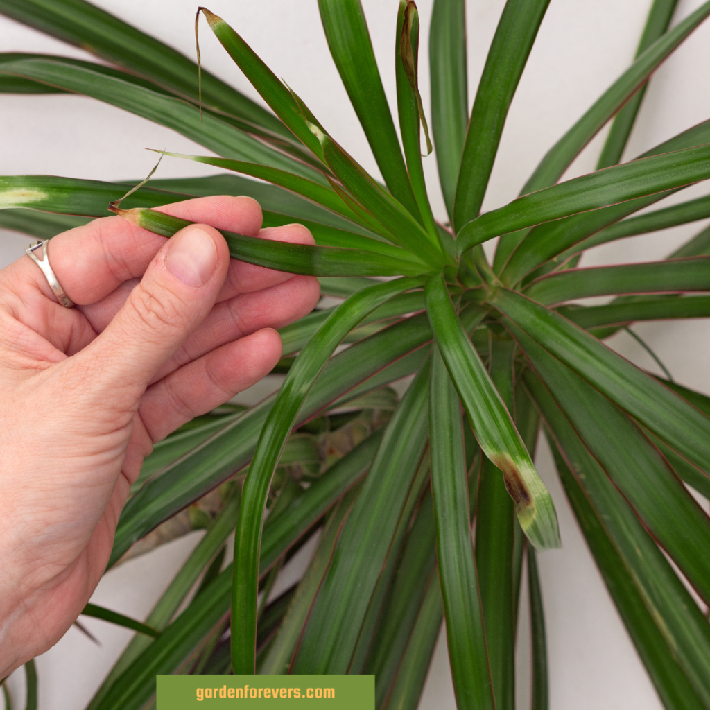 yellowing leaves