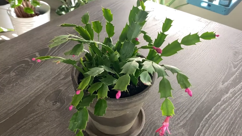 false christmas cactus