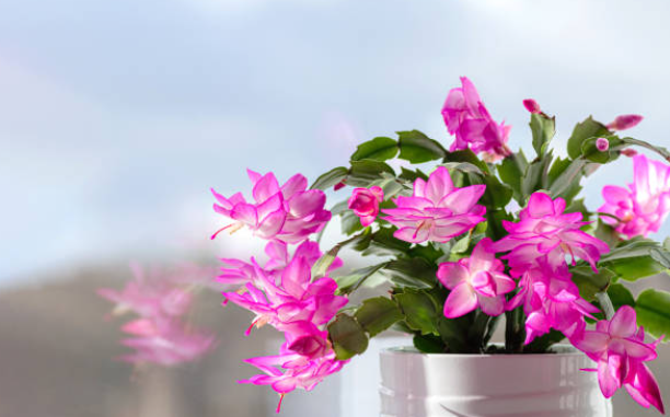 false christmas cactus