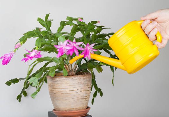 false christmas cactus