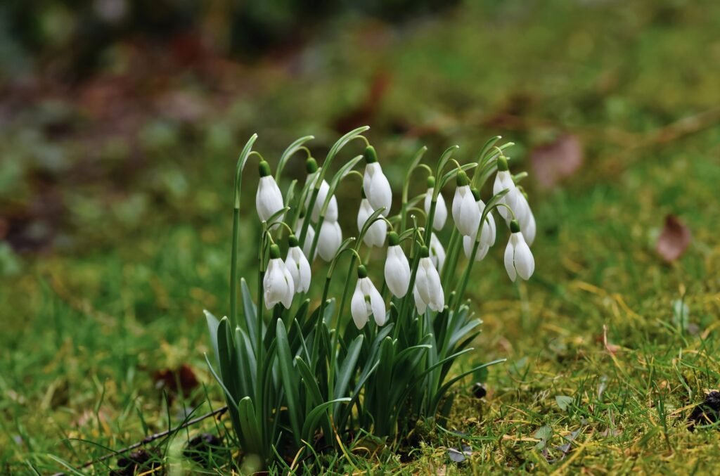 Snowdrop