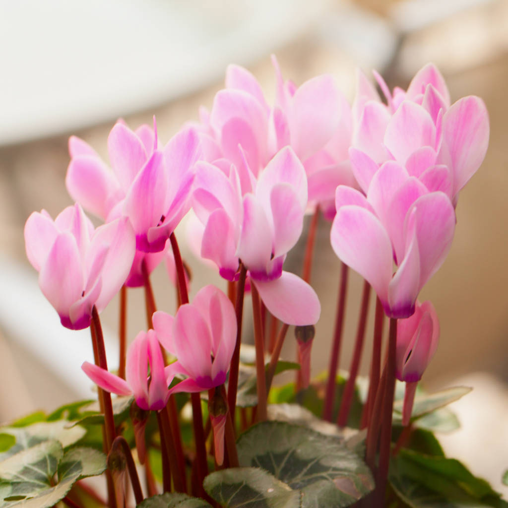 Cyclamen care