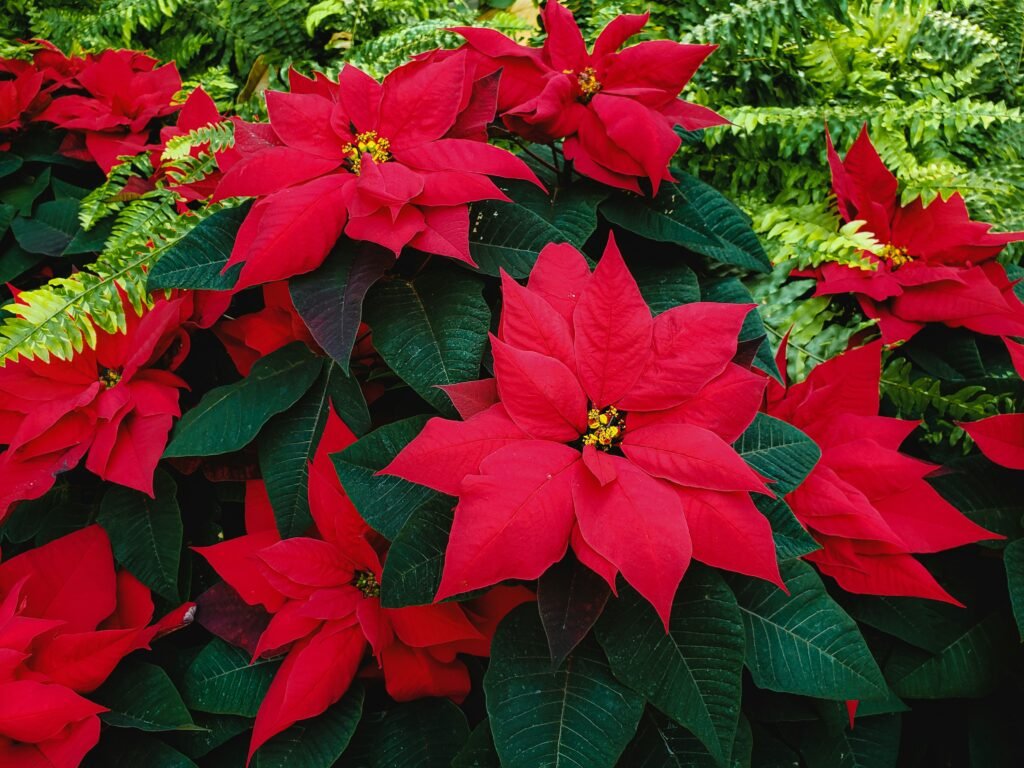 poinsettia flower