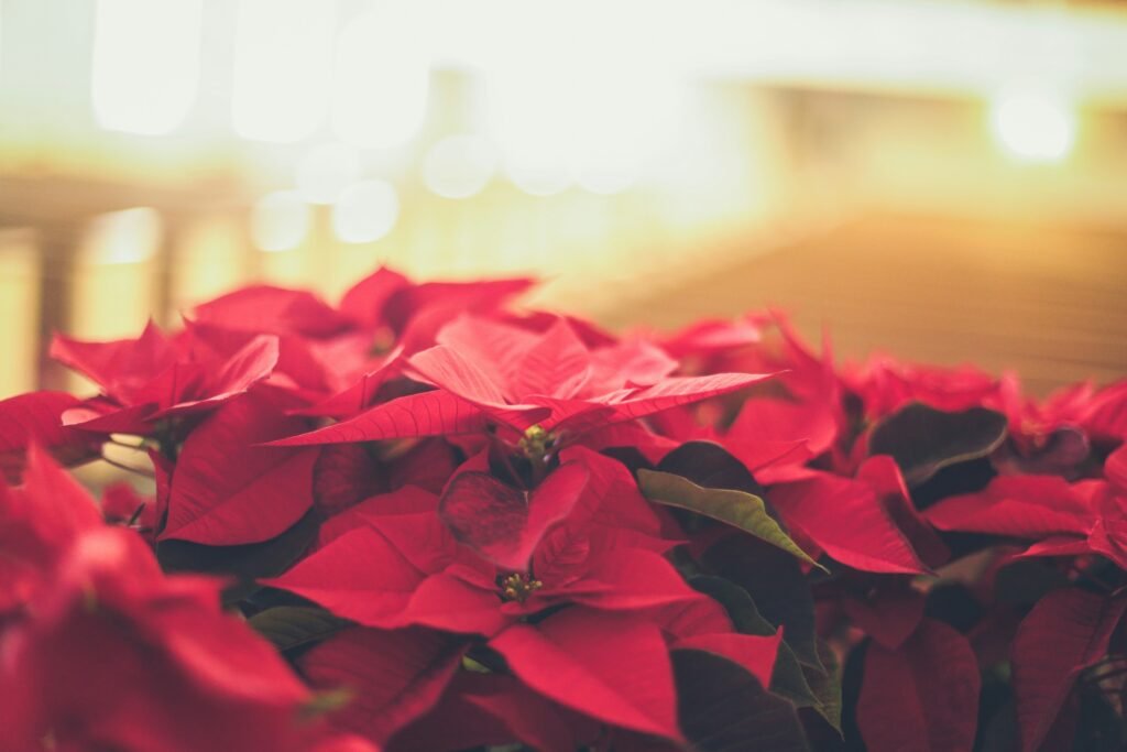 poinsettia flower