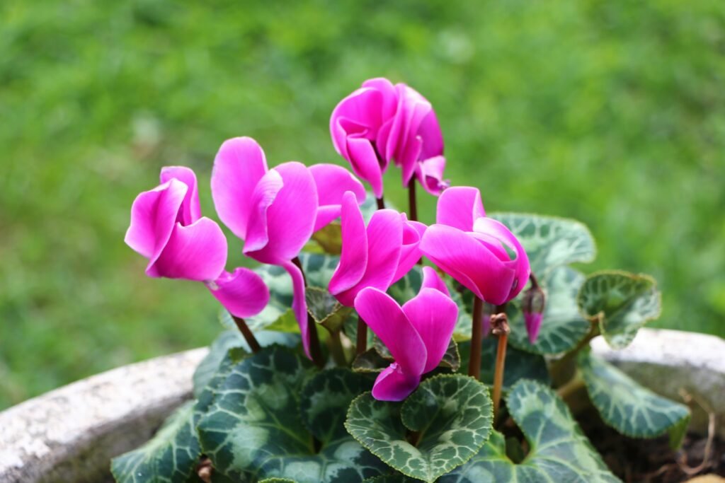 Cyclamen care