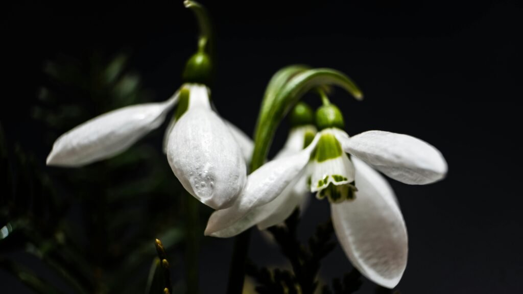 Snowdrop