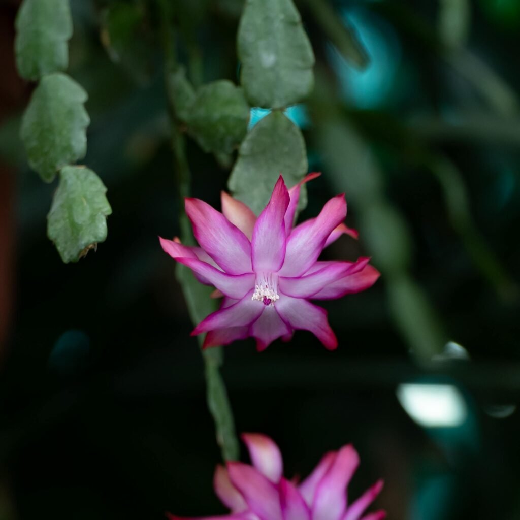 False Christmas Cactus