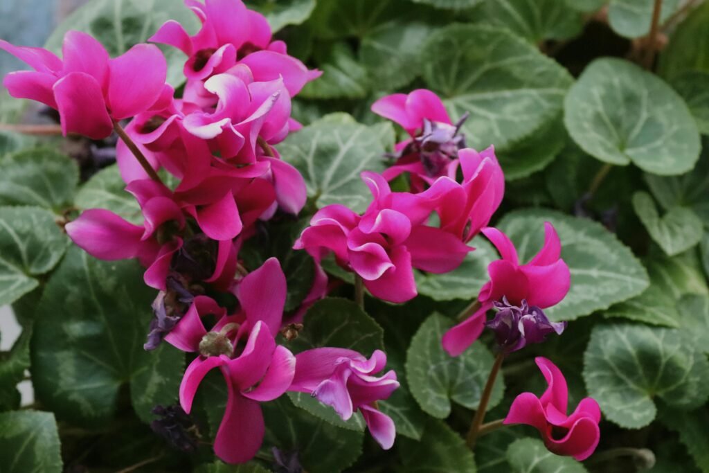 how to care for a Cyclamen