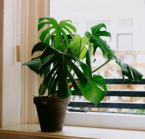 Monstera Adansonii