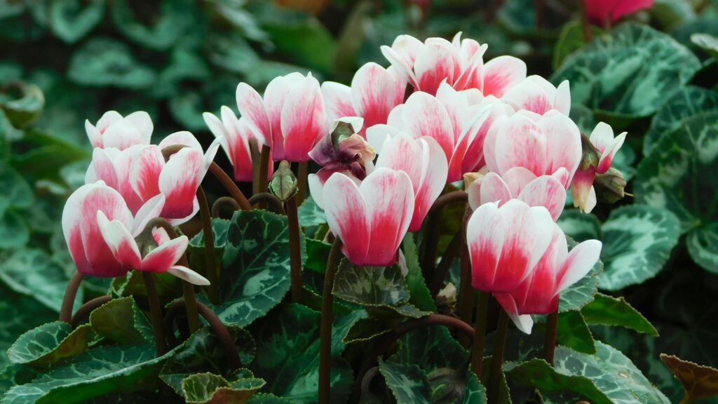 how to care for a Cyclamen