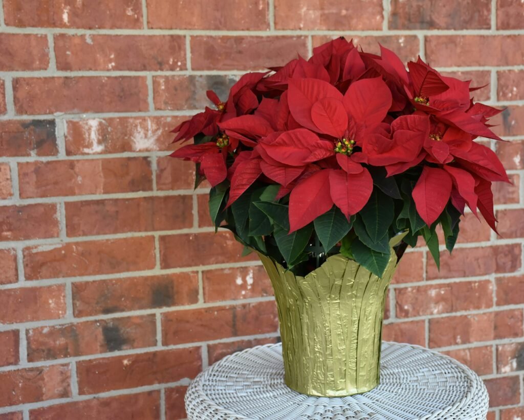 poinsettia flower